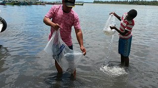 Peixamento em Alagoas