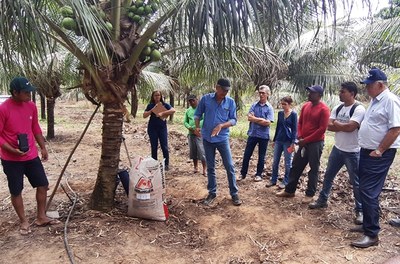 Codevasf e Embrapa promovem oficina sobre cultivo de coco