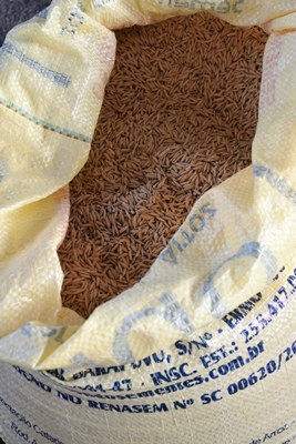 Entrega de sementes beneficia irrigantes de projetos de públicos em Sergipe. Créditos: Divulgação/Codevasf
