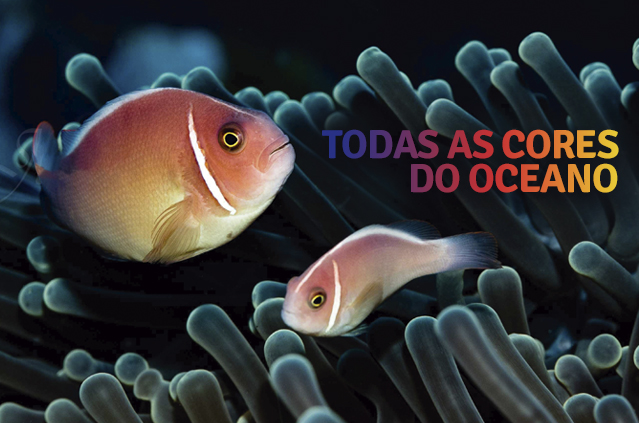 Banner: Todas as cores do oceano. Foto: Juan Murillo. Arte: Fellype Moreira/Codevasf
