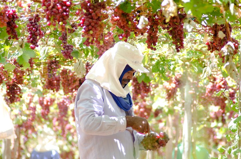 Uvas - Agricultura Irrigada