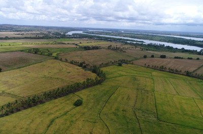 Produção de arroz