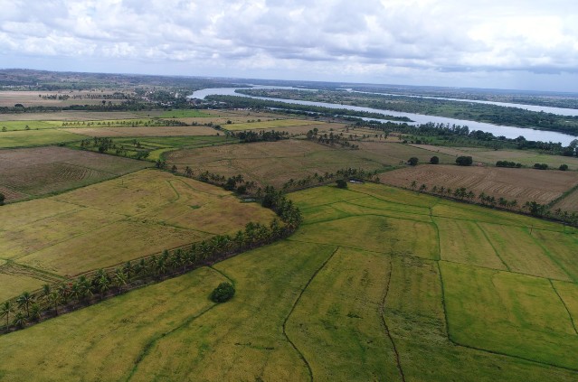 Produção de arroz