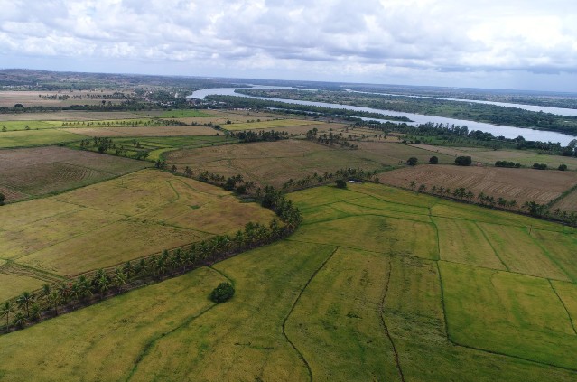 Produção de arroz