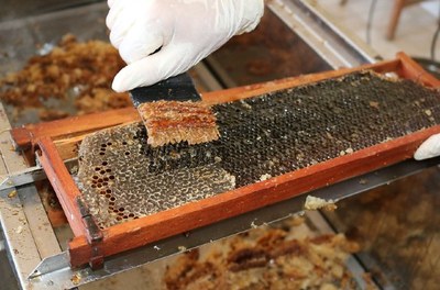 Produção de mel na Bahia