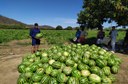Produção de melancias Ceraíma