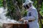 Kits de apicultura