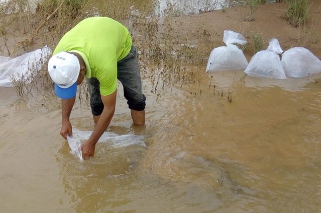 Codevasf realiza a soltura de nove mil alevinos de pacamã no Rio São Francisco