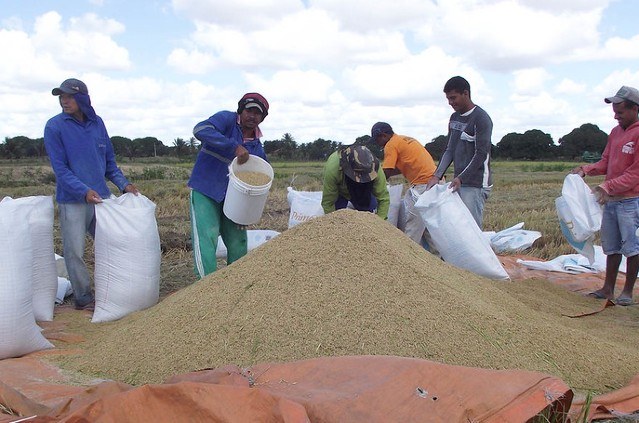 Rizicultura em Alagoas