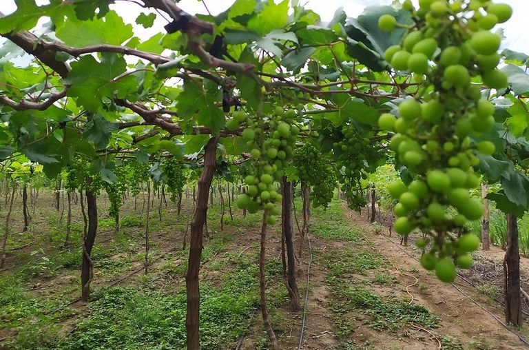 Produção agrícola