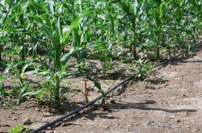 Kits de irrigação em Alagoas