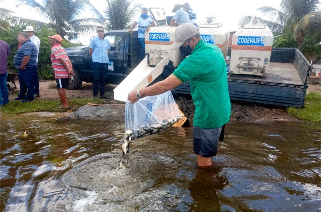 Peixamento Alagoas