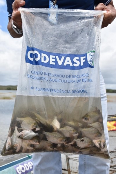 Codevasf realiza peixamento na Lagoa dos Tambaquis em Estância (SE) - 2.JPG