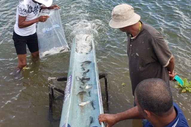 Peixamento Neópolis 