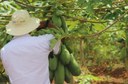 Agricultura irrigada MG