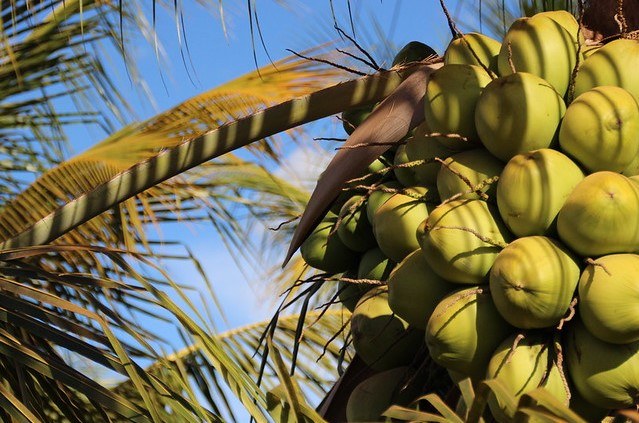 Produção de coco
