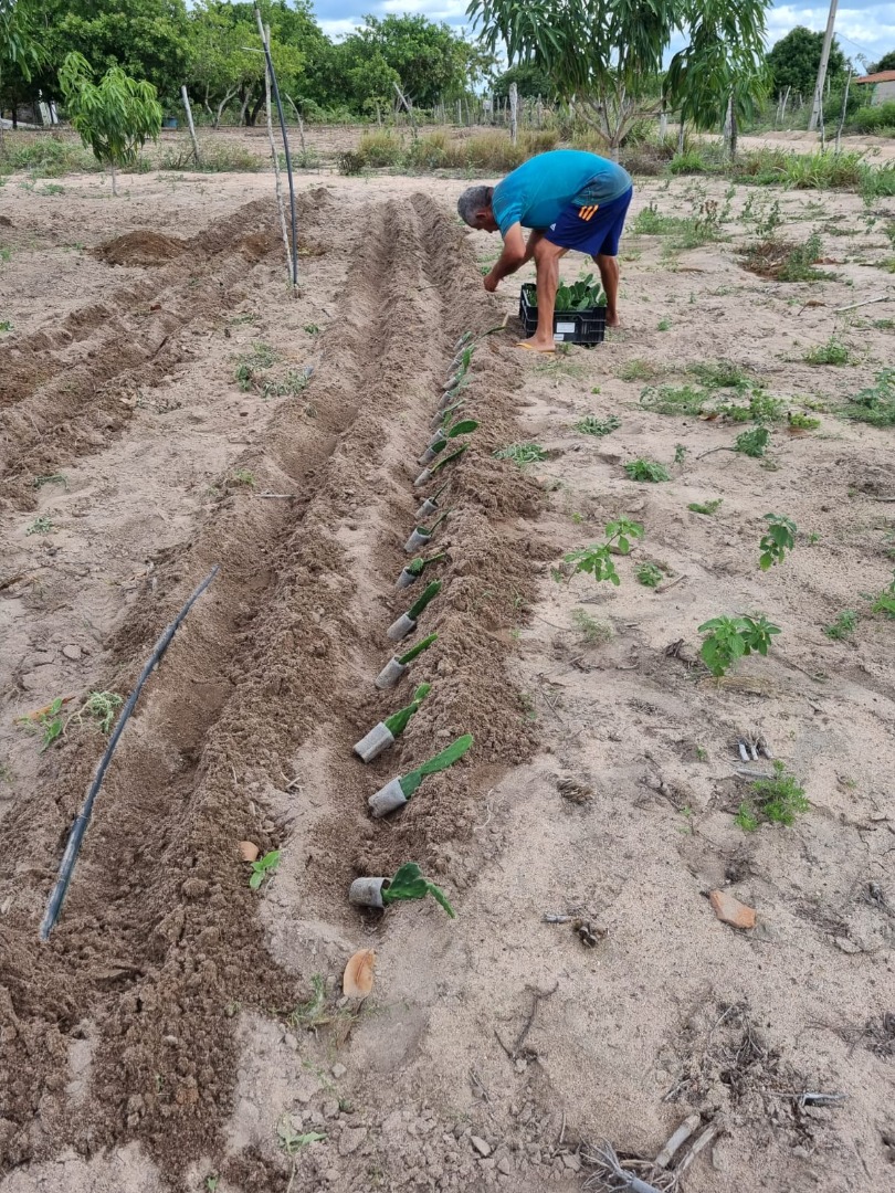 Codevasf e Incra incluem assentamentos de Alagoas em projeto de palma forrageira resistente à cochonilha 3.jpg