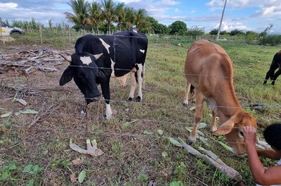 Codevasf e Incra incluem assentamentos de Alagoas em projeto de palma forrageira resistente à cochonilha 4.jpg