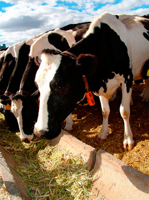 Vacas