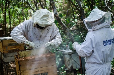 Curso de apicultura em SE