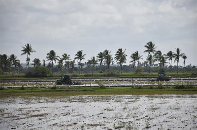 Plantação de arroz