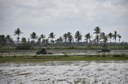 Plantação de arroz