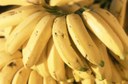 Produção de banana