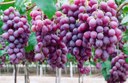 Produção de uva