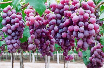Produção de uva