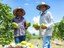 Agricultores de Goiás adotam sistemas de irrigação e devem colher mais de 25 toneladas de frutas por hectare.jpeg