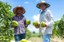 Agricultores de Goiás adotam sistemas de irrigação e devem colher mais de 25 toneladas de frutas por hectare 3.jpeg