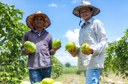 Agricultores de Goiás adotam sistemas de irrigação e devem colher mais de 25 toneladas de frutas por hectare 3.jpeg