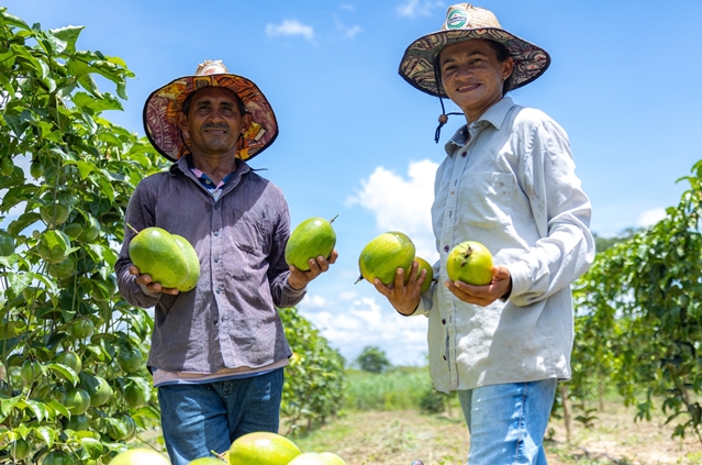 Agricultores de Goiás adotam sistemas de irrigação e devem colher mais de 25 toneladas de frutas por hectare 3.jpeg
