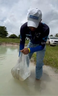 Bacia do rio Araguaia recebe primeiro repovoamento com peixes de espécies nativas 4.jpeg