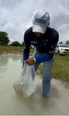 Bacia do rio Araguaia recebe primeiro repovoamento com peixes de espécies nativas 4.jpeg