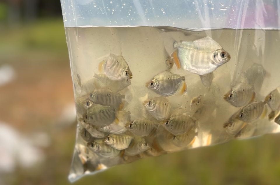 Bacia do rio Araguaia recebe primeiro repovoamento com peixes de espécies nativas5.jpeg