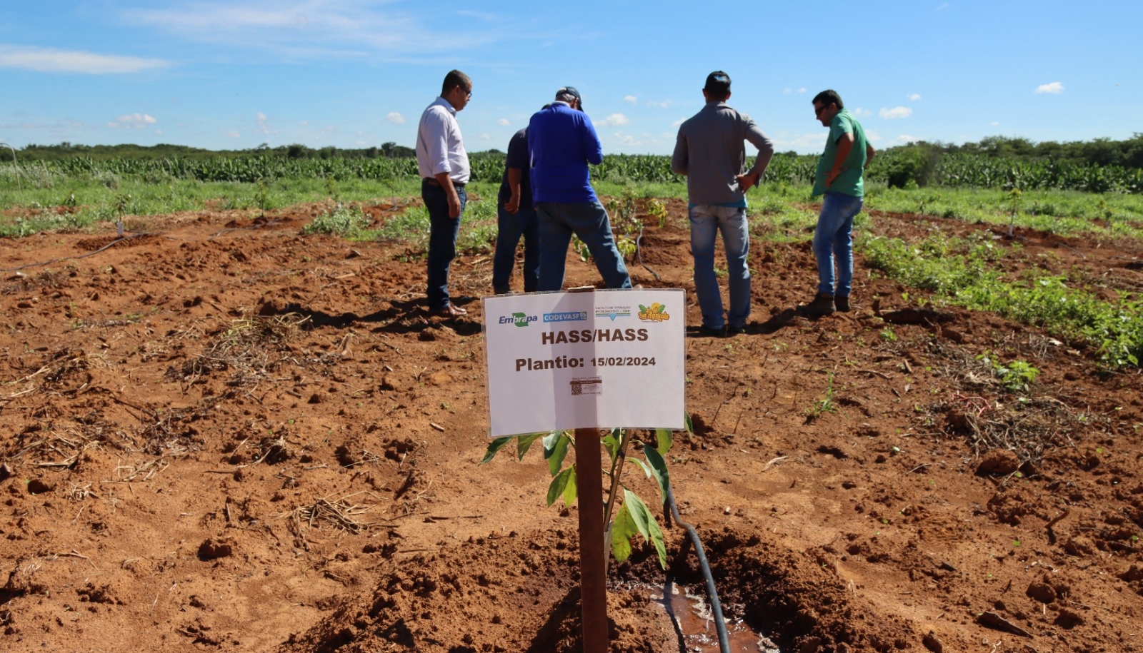 Capacitação estimula produção de frutas de climas temperado e subtropical no semiárido brasileiro 4.jpeg