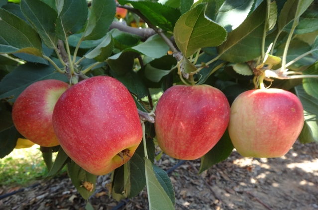 Capacitação estimula produção de frutas de climas temperado e subtropical no semiárido brasileiro.JPG