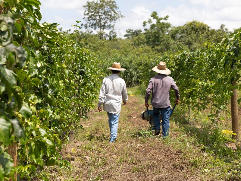 Flores de Goiás