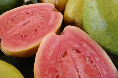 Processamento de frutas - goiaba
