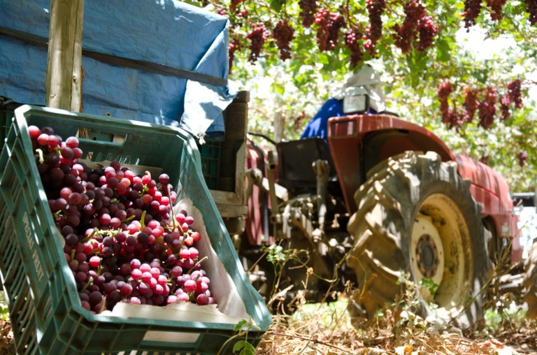 Projetos de irrigação da Codevasf produziram 4,11 milhões de toneladas de alimentos em 2023 5.jpg