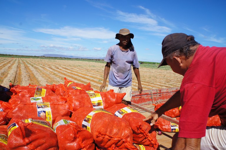 Projetos de irrigação da Codevasf produziram 4,11 milhões de toneladas de alimentos em 2023.JPG