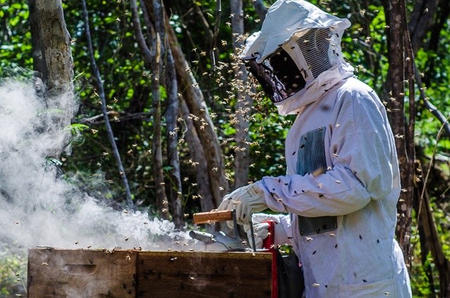 Abertas as inscrições para eventos nas áreas de apicultura e meliponicultura, promovidos pela Codevasf em São Raimundo Nonato (PI)