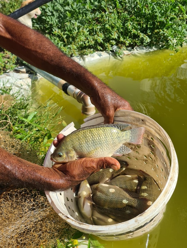 Dia Campo Tanque PI 02