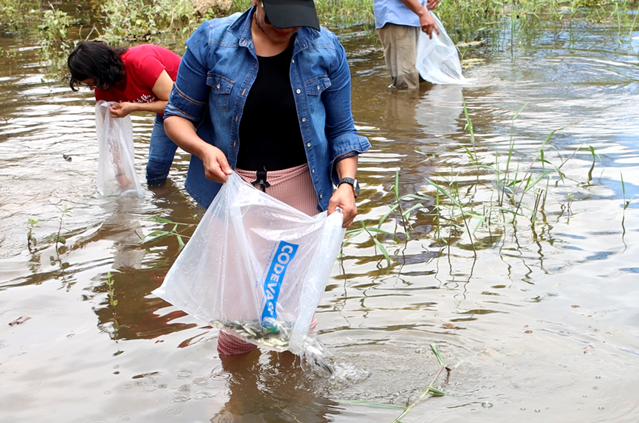 Peixamentos com 110 mil alevinos fortalecem pesca em comunidades na Bahia.png