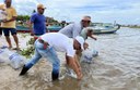 Peixamentos inserem espécies nativas no rio São Francisco em Piaçabuçu e Porto Real do Colégio, em Alagoas