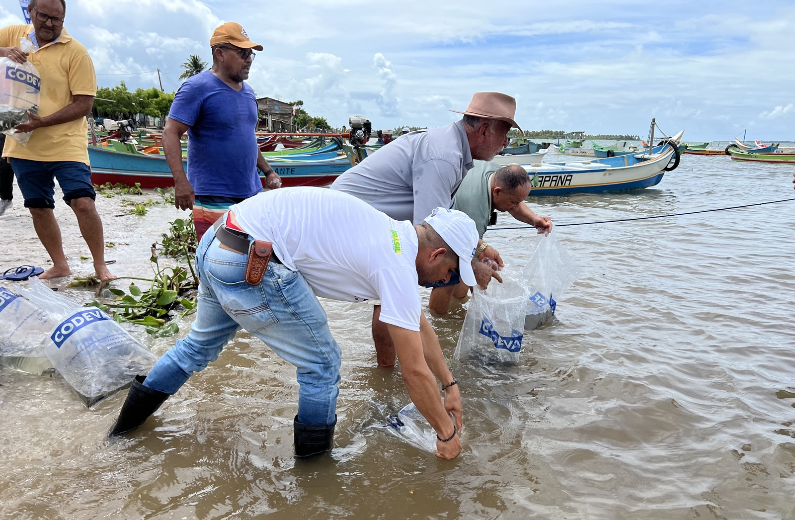 Peixamentos inserem espécies nativas no rio São Francisco em Piaçabuçu e Porto Real do Colégio, em Alagoas 3.JPG