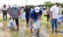 Peixamentos soltam 350 mil alevinos de espécies nativas do São Francisco em Sergipe
