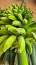Banana Baixio 02