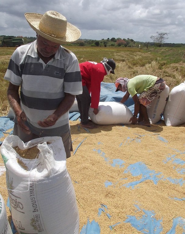 Alagoas ARROZ 02